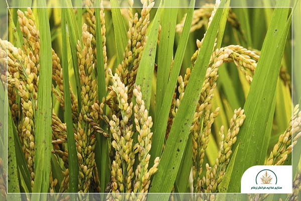 بهترین زمان خرید برنج در سال
