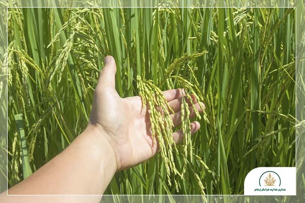 مقایسه برنج گیلان و مازندران