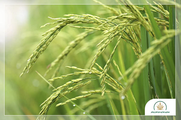 راهنمای خرید برنج گیلان